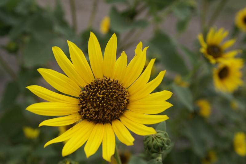 DSC04530.JPG - Black Eyed Susan - KA