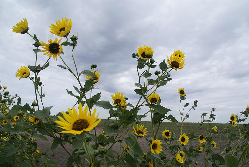 DSC04532.JPG - Black Eyed Susan - KA