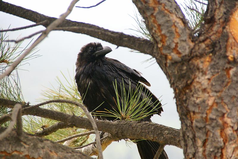 DSC04583.JPG - Common Raven - RMNP