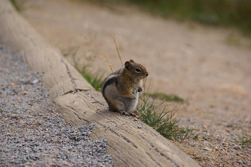 DSC04594.JPG - Chipmunk - RMNP