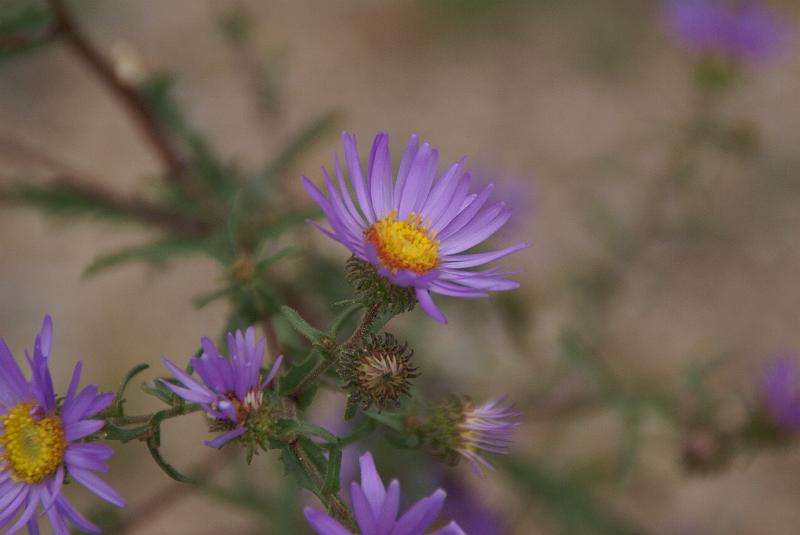 DSC04600.JPG - Aster - RMNP