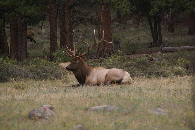 DSC04604.JPG - Elk - RMNP