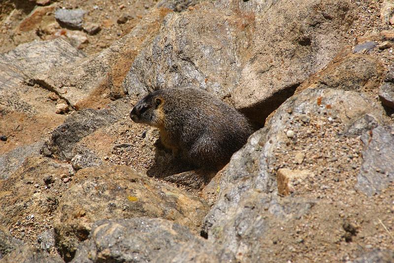 DSC04635.JPG - Yellow-bellied Marmont - RMNP