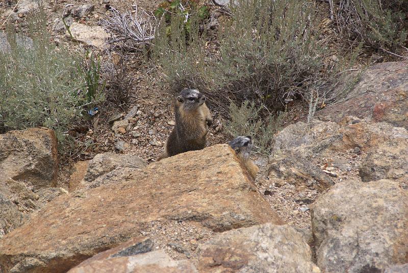 DSC04645.JPG - Yellow-bellied Marmont - RMNP