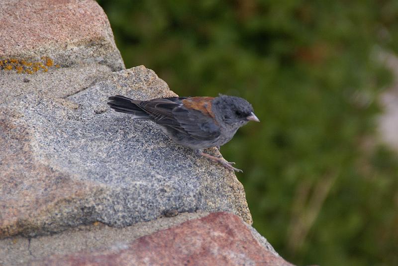 DSC04647.JPG - Gray-Headed Junco - RMNP