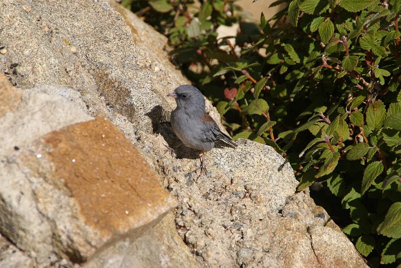 DSC04652.JPG - Gray-Headed Junco - RMNP