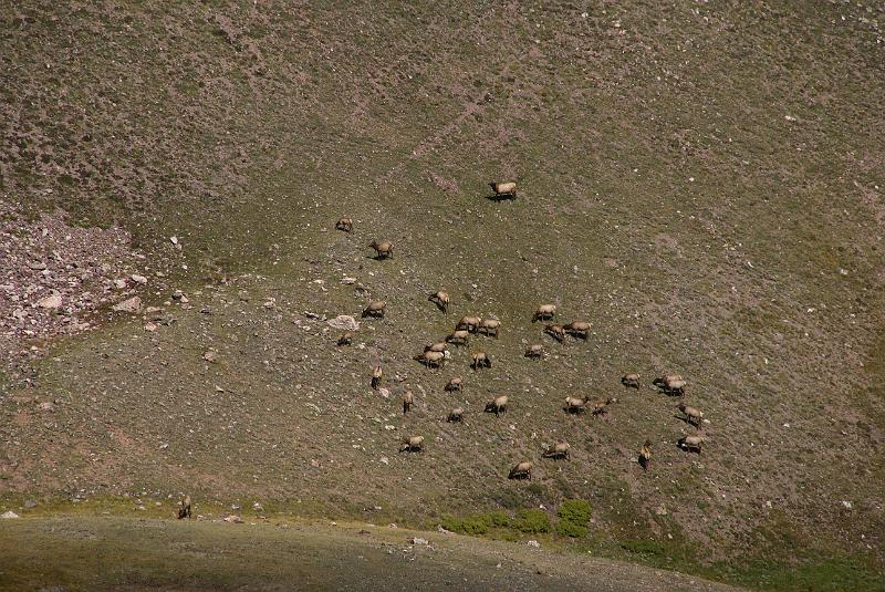 DSC04675.JPG - Elk near Medicine Bow Curve - RMNP