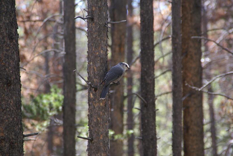 DSC04682.JPG - Gray-jay - Green Mtn Loop Trail - RMNP