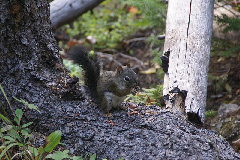 DSC04698.JPG - Red Squirrel - Green Mtn Loop Trail - RMNP