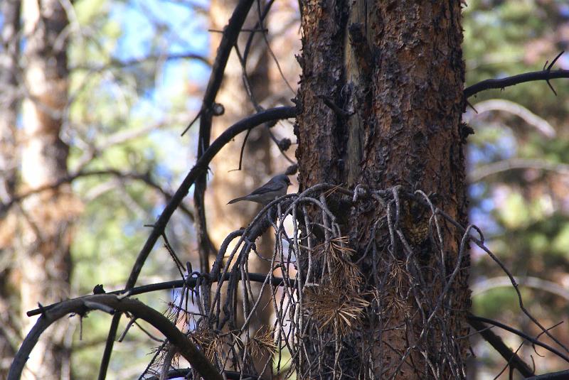 DSC04705.JPG - Gray-Headed Junco - Green Mtn Loop Trail - RMNP