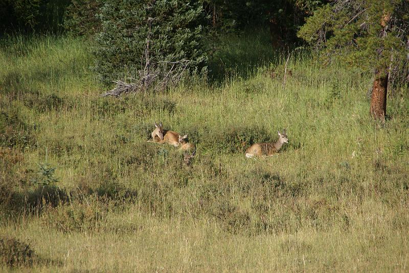 DSC04707.JPG - Deer - Green Mtn Loop Trail - RMNP