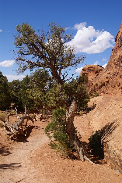 DSC04914.JPG - Tree - Arches NP