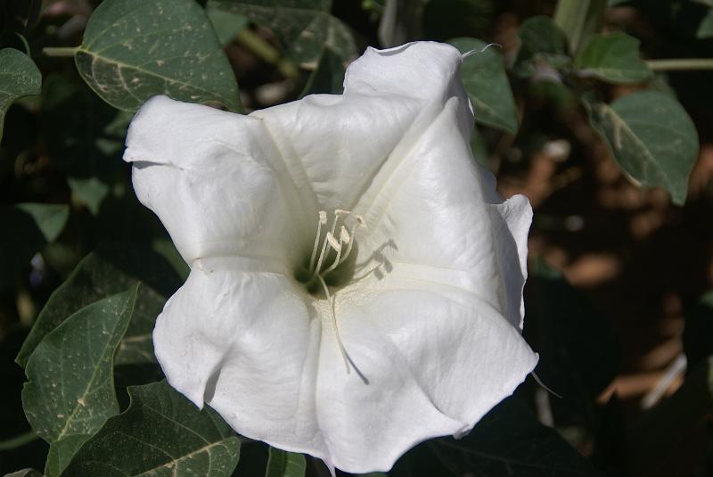 DSC05057.JPG - Sacred Datura - Cave Springs Trail - Needles Section Canyonlands NP