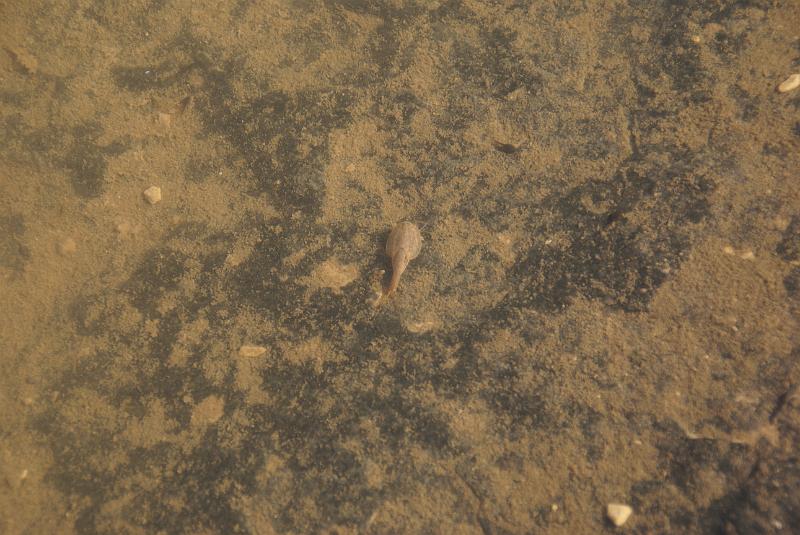 DSC05106.JPG - Tadpole Scrimp - Pothole Point Trail - Needles Section Canyonlands NP