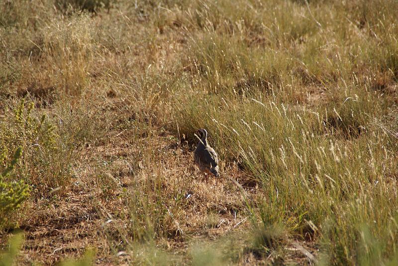 DSC05132.JPG - Chukar - Utah