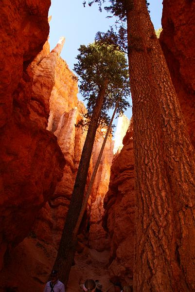 DSC05227.JPG - Wall Street on Navajo Trail - Bryce Canyon NP