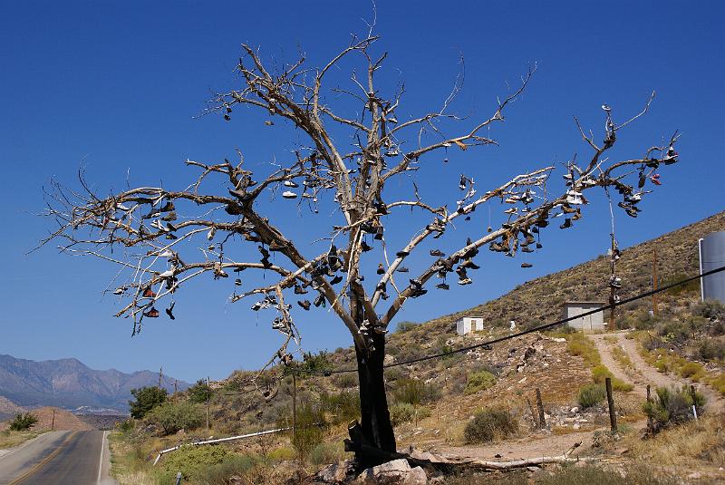 DSC05294.JPG - Shoe Tree - Along Hwy 9 on way to Zion NP