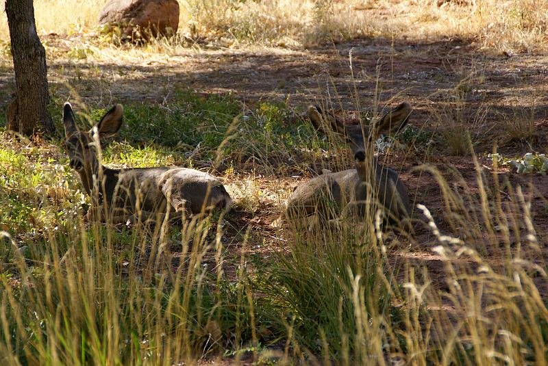 DSC05312.JPG - Mule Deer - South Campground - Zion NP