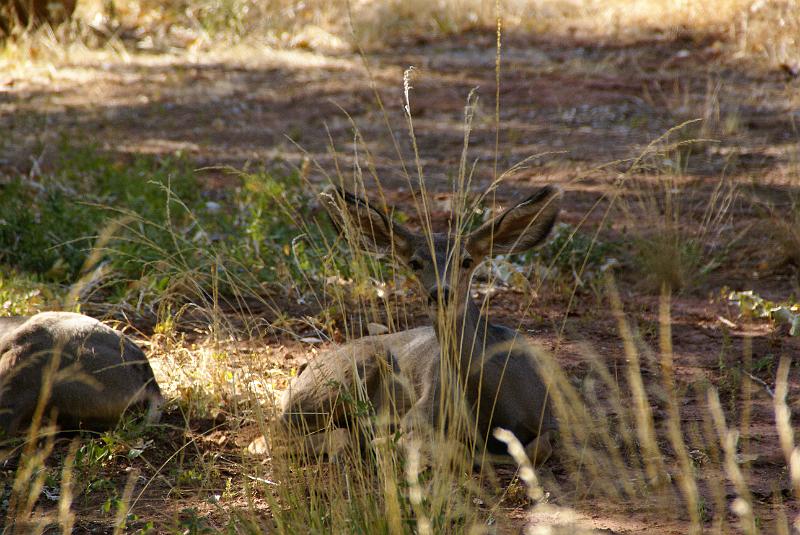 DSC05315.JPG - Mule Deer - South Campground - Zion NP