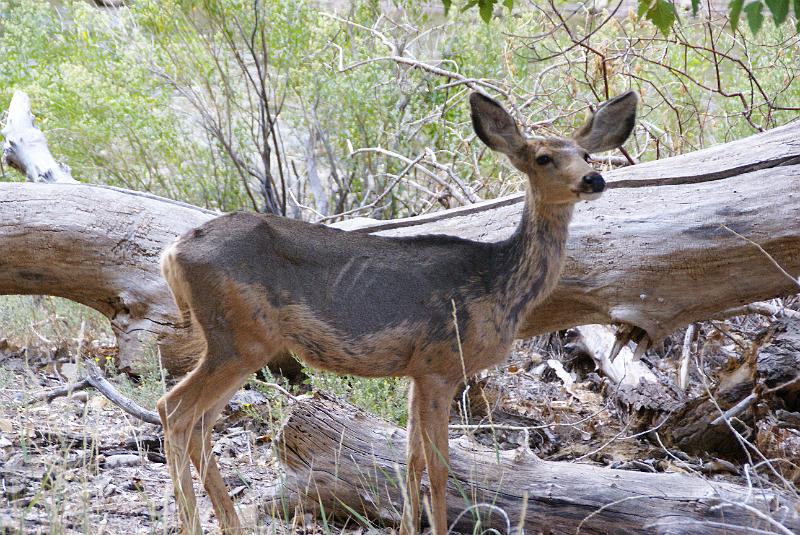 DSC05324.JPG - Mule Deer - Zion NP