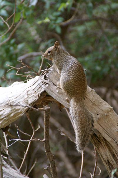 DSC05451.JPG - Squirrel - Zion NP