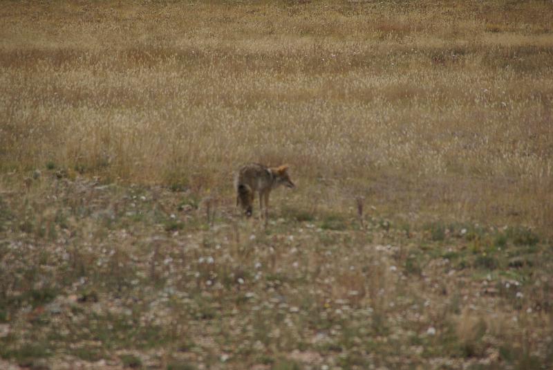 DSC05520.JPG - Coyote - Kaibab Plateau - AZ