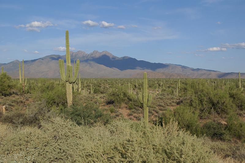 DSC05720.JPG - Saguaro Catus - AZ