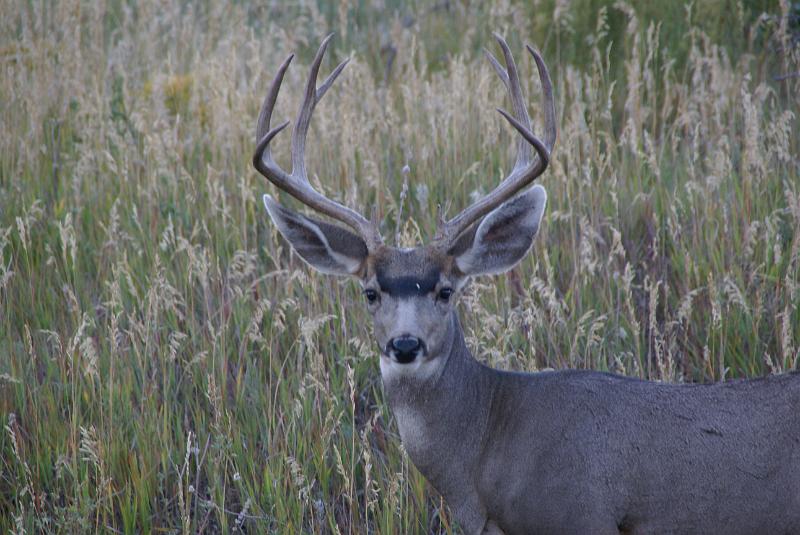 DSC05748.JPG - Mule Deer - Mesa Verde NP - CO